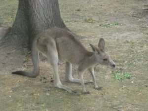 30. Kangaroo, Lone Pine Koala Sanctuary, Brisbane
