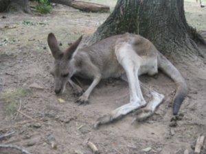 31. Kangaroo, Lone Pine Koala Sanctuary, Brisbane