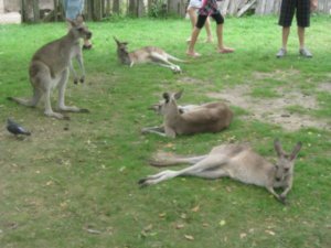 32. Kangaroos, Lone Pine Koala Sanctuary, Brisbane
