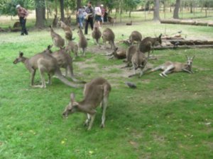 33. Kangaroos, Lone Pine Koala Sanctuary, Brisbane