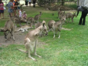 34. Kangaroos, Lone Pine Koala Sanctuary, Brisbane