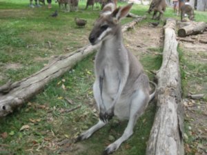 36. Kangaroo, Lone Pine Koala Sanctuary, Brisbane