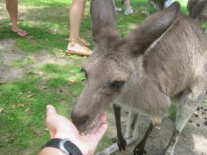 37. Feeding a Kangaroo, Lone Pine Koala Sanctuary, Brisbane