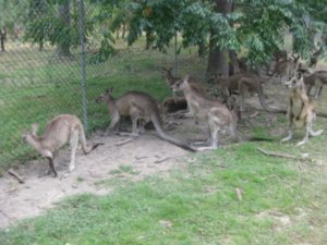 38. Kangaroos, Lone Pine Koala Sanctuary, Brisbane