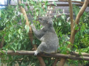 45. Koala eating, Lone Pine Koala Sanctuary, Brisbane