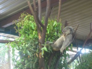 46. A Koala's life!, Lone Pine Koala Sanctuary, Brisbane