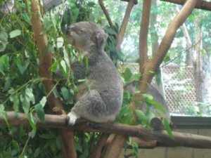 47. Koala, Lone Pine Koala Sanctuary, Brisbane