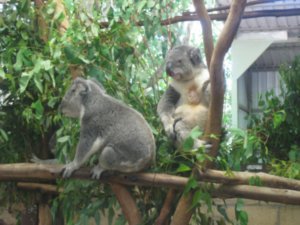 48. Koalas, Lone Pine Koala Sanctuary, Brisbane