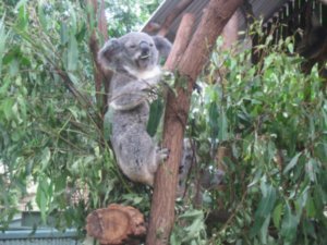 49. Koala eating, Lone Pine Koala Sanctuary, Brisbane
