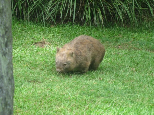 6. Wombat, Australia Zoo