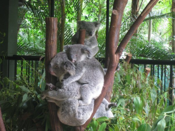 50. Koala & Joey, Australia Zoo