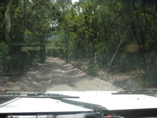 3. Driving through the rainforest on Fraser Island