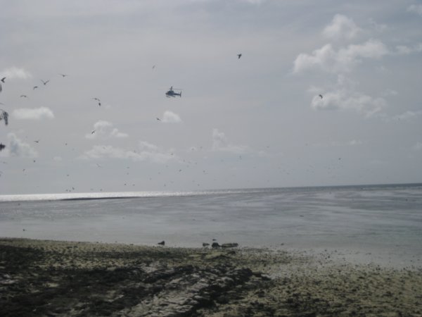 12. Helicopter coming into land at Heroon Island