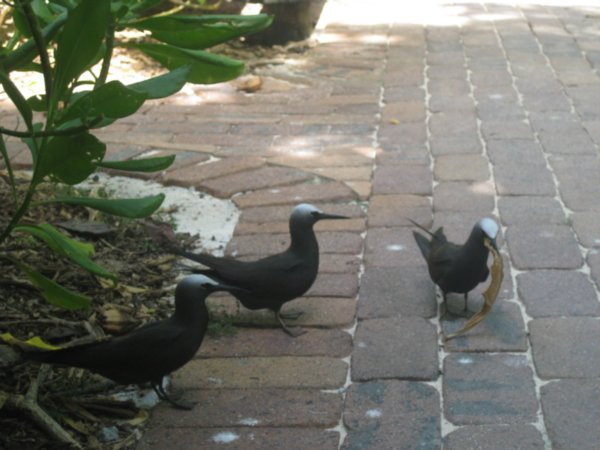 2. Black noddy Terns everywhere...on the path