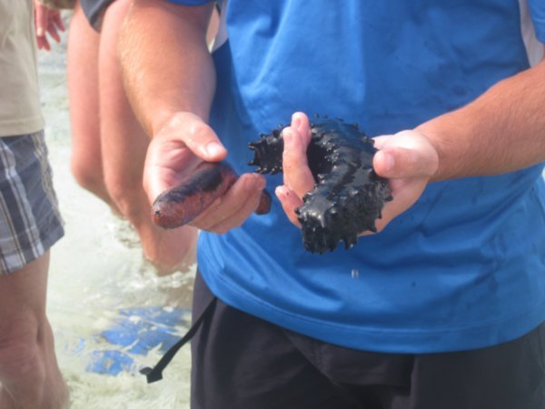 21. Sea Cucumbers, Heron Island
