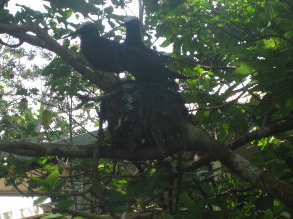 3. Black noddy terns everywhere....in the tree