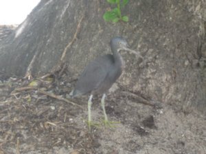 20. Unidentified bird, Heron Island