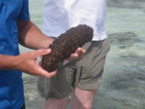 22. Sea Cucumber, Heron Island