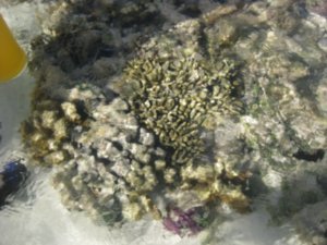 25. Coral reef, Heron Island