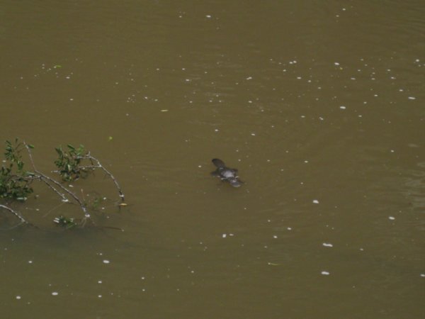 2. Duckbilled Platypus, Broken River, Mackay