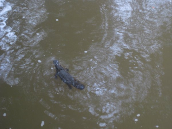 4. Duckbilled Platypus, Broken River, Mackay