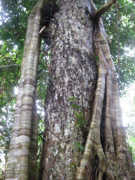 3. Strangler Fig enveloping host tree, Barron Gorge National Park, Cairns