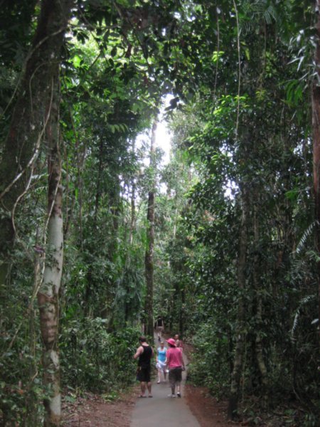29. The scale of the rainforest (2)