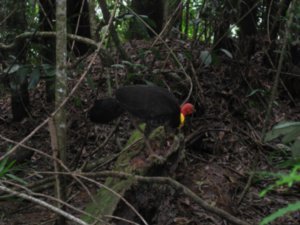 8. Turkey in Barron Gorge national park, Cairns