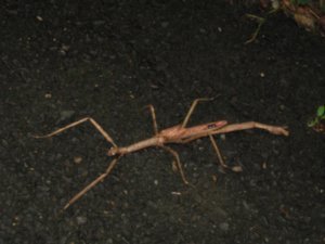 23. Stick Insect, The Boulders, Atherton Tablelands