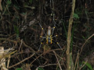 26. Huge spider, The Boulders, Atherton Tablelands