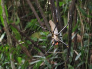 27. Huge spider, The Boulders, Atherton Tablelands