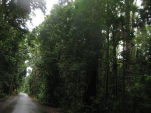 40. The scale of the rainforest (3)
