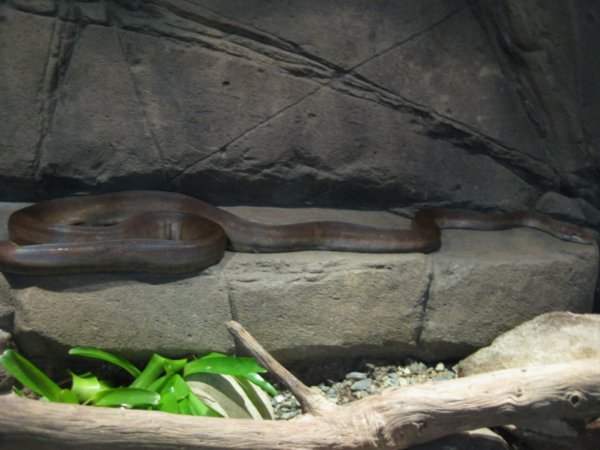 1. Olive Python, The Rainforest Habitat Wildlife Sanctuary, nr Cairns
