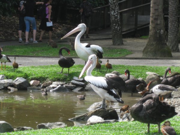 3. Pelicans, The Rainforest Habitat Wildlife Sanctuary, nr Cairns