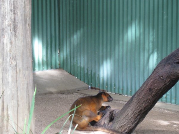 4. Tree Kangaroo, The Rainforest Habitat Wildlife Sanctuary, nr Cairns