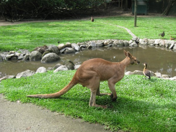 5. Red Kangaroo, The Rainforest Habitat Wildlife Sanctuary, nr Cairns