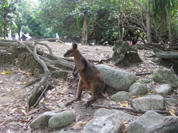 6. Swamp Wallaby, The Rainforest Habitat Wildlife Sanctuary, nr Cairns