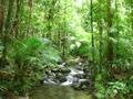 17. Rainforest, Mossman Gorge