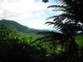 25. Looking out across the Daintree Rainforest from Alexandra Lookout
