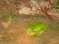 53. White Lipped Tree frog, Daintree Rainforest, Cape Tribulation