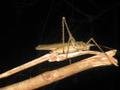 54. Grasshopper, Daintree Rainforest, Cape Tribulation