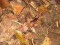 58. Grasshopper, Daintree Rainforest, Cape Tribulation