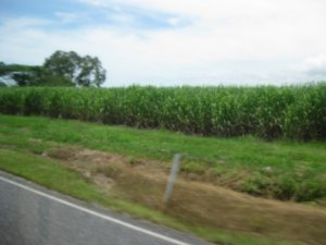 18. Sugarcane  everywhere, Northern Queensland