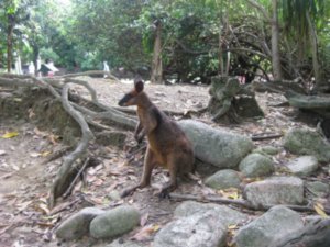 6. Swamp Wallaby, The Rainforest Habitat Wildlife Sanctuary, nr Cairns
