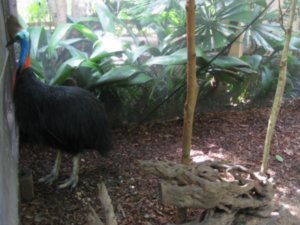 9. Cassowary, The Rainforest Habitat Wildlife Sanctuary, nr Cairns