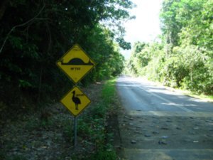 26. Funny road sign telling you to watch out for Cassowaries, Cape Tribulation