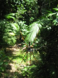 50. Huge Golden Orb spiders all around Cape Trib Beach Resort