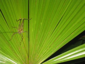55. Grasshopper, Daintree Rainforest, Cape Tribulation