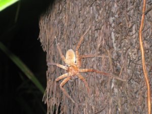 57. Huntsman Spider, Daintree Rainforest, Cape Tribulation