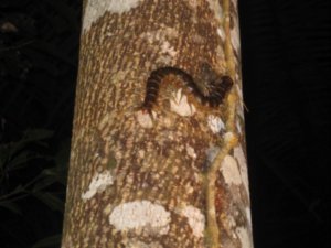 59. A Carnivorous Centipede, Daintree Rainforest, Cape Tribulation